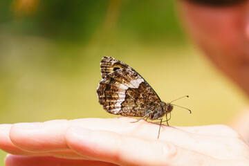 Butterfly sitting on the female hand