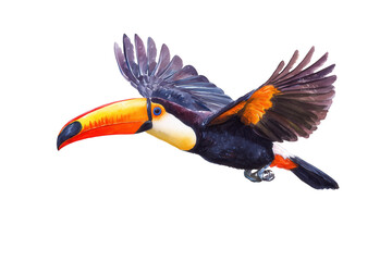 Naklejka premium Flying Toucan hand drawn watercolor exotic bird illustration