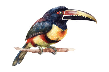 Naklejka premium Hand drawn watercolor Aracari bird on a branch
