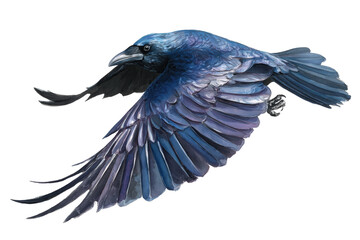 Fototapeta premium Dark Raven in flight hand drawn watercolor illustration