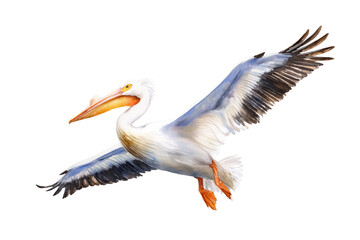 Obraz premium Flying white pelican hand drawn watercolor bird illustration