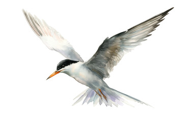 Obraz premium Little Tern flying hand drawn watercolor bird painting