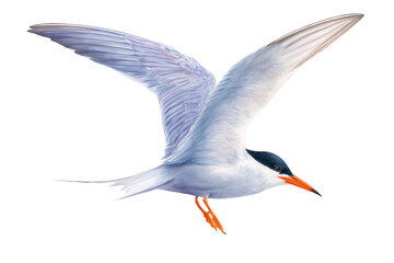 Fototapeta premium Forster's Tern in flight hand drawn watercolor bird art