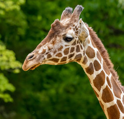 Close up of the  reticulated giraffe with large block style pattern