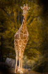 Full body shot of a tall giraffe with lush tree foliage in the background