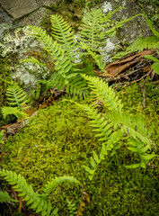 Green moss and ferns at Grandfather Mountain