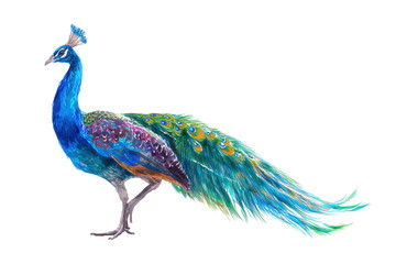 Fototapeta premium Peacock standing profile hand drawn watercolor bird