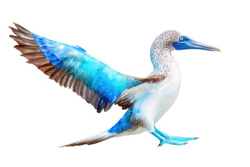 Fototapeta premium Blue-footed booby landing hand drawn watercolor bird