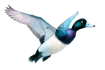 Obraz premium Flying Greater Scaup Hand Drawn Watercolor Duck