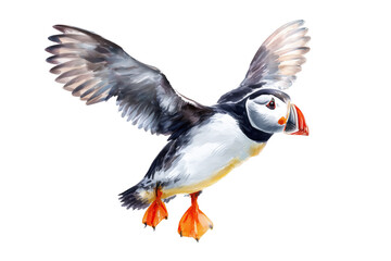 Obraz premium Flying Atlantic Puffin Hand Drawn Watercolor Seabird
