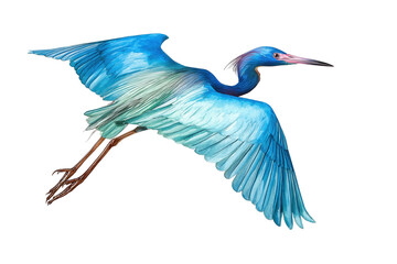 Fototapeta premium Elegant Little Blue Heron Hand Drawn Watercolor Painting