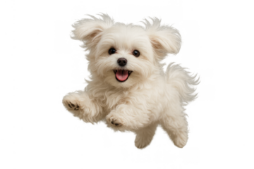 Happy white maltese puppy dog jumping, playing, and smiling with a wide open mouth on transparent background