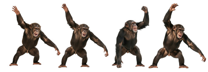 Chimpanzee In Various Position isolated on transparent background, big chimpanzee ape PNG 