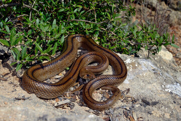 Ladder snake // Culebra de escalera // Treppennatter (Zamenis scalaris / Rhinechis scalaris) - Menorca, Spain