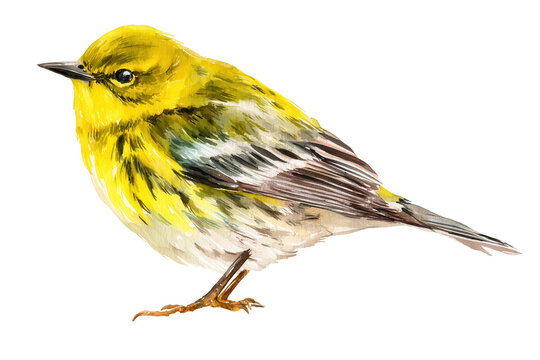 Pine Warbler hand drawn watercolor yellow songbird art