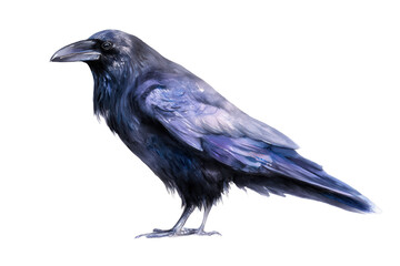 Fototapeta premium Common Raven hand drawn watercolor intelligent black bird
