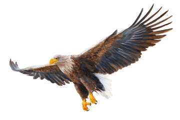 Fototapeta premium Soaring White-tailed Eagle hand drawn watercolor raptor