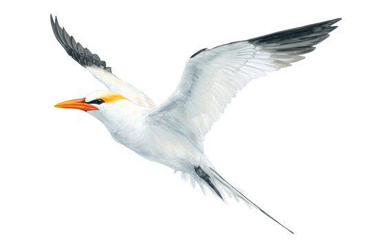 Red-tailed Tropicbird flying hand drawn watercolor ocean bird