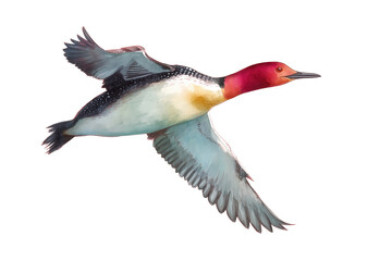 Obraz premium Red-throated Loon in flight hand drawn watercolor bird