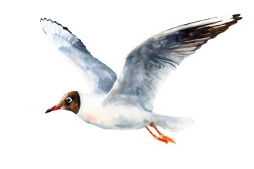 Fototapeta premium Flying Black-headed Gull in summer hand drawn watercolor