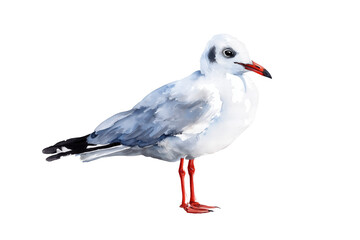 Obraz premium Standing Black-headed Gull hand drawn watercolor bird