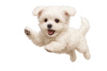 Happy white maltese puppy dog jumping and playing, having fun, expressing joy with transparent background