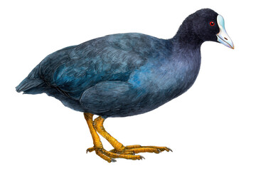 Fototapeta premium American Coot water bird, a realistic hand drawn watercolor painting