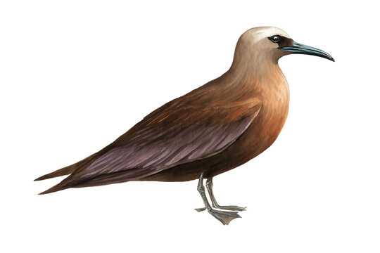 Brown Noddy seabird, a hand drawn watercolor bird illustration