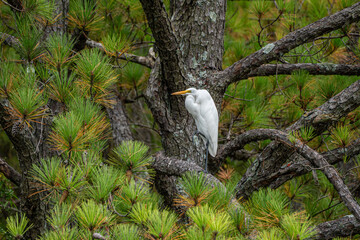 Snowy White Egret