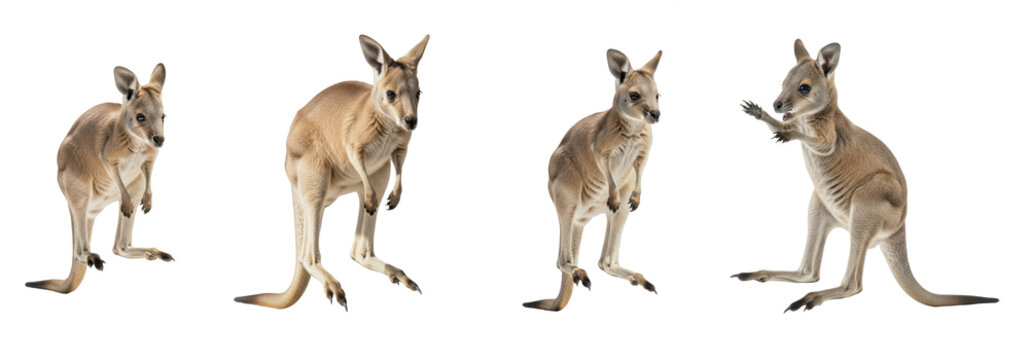 Set Of Little Kangaroo In Action isolated on transparent background, Kangaroo Cub or Baby PNG  
