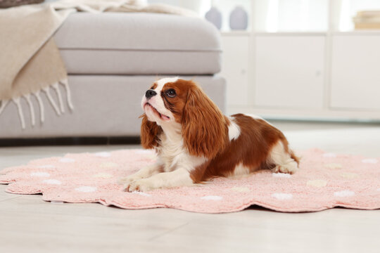 Cavalier King Charles spaniel dog on rug at home