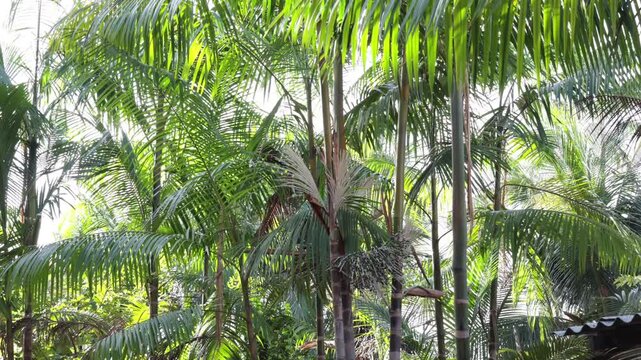 
Saimiri sciureus na palmeira de a&ccedil;a&iacute; - Macaco de cheiro na floresta tropical - Fauna amaz&ocirc;nica - Brasil