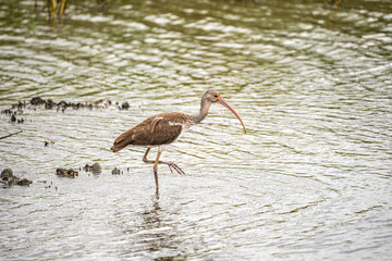 Juvenile White Ibis in the Marsh