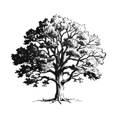 Old engraving of an oak tree, isolated on white. Scanned at 600 DPI with very high resolution. Published in Systematischer Bilder-Atlas zum Conversations-Lexikon, Ikonographische Encyklopaedie der Wis