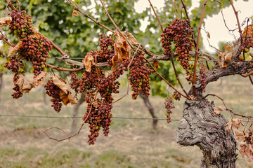 Vertrocknete Trauben h&auml;ngen an alten Rebst&ouml;cken im Weinberg