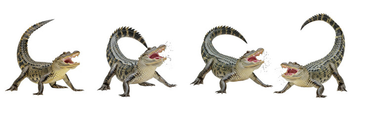 Set Of Crocodile In Action isolated on transparent background, PNG 