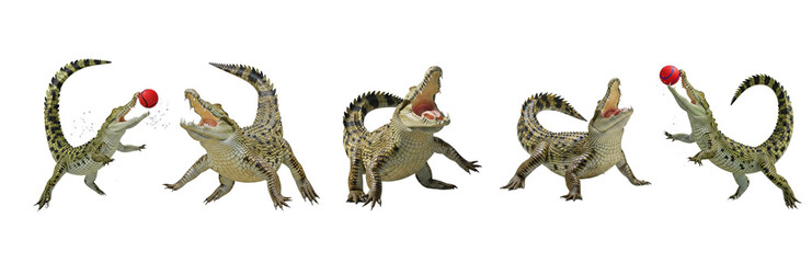 Fototapeta premium Set Of Alligator In Action isolated on transparent background, In various Poses , Alligator PNG 