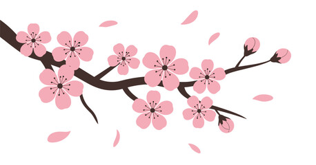 Delicate Pink Cherry Blossom Branch With Blooming Flowers and Falling Petals on White Background sakura