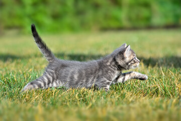 Kitten on nature in green grass