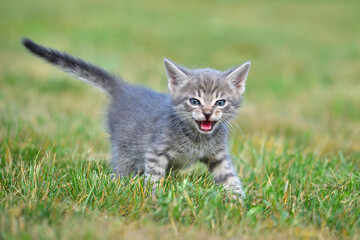 Meowing striped kitten in green grass