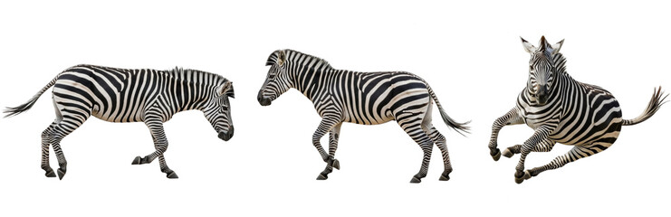 Set Of Zebra In Various Poses isolated on transparent background, Zebra In Action PNG  