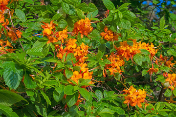 Flame Azalea Blooming in the Mountains