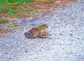 Northern Leopard Frog in a Wildlife Refuge