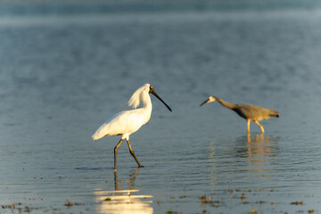 White royal spoonbill or Platalea regia in breeding plumage in shallows on Tauranga harbour with heron in background.