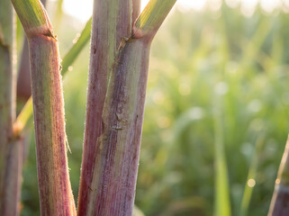 photo of sugarcane stalks with morning dew