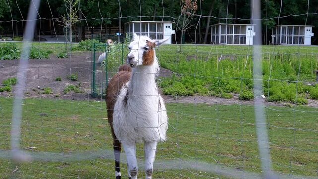 White and brown llama standing behind the net in the zoo, chewing and looking at the camera. Concept of captivity, exotic animals, and wildlife preservation.