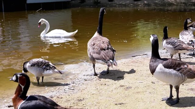 A serene scene of waterfowl, a swan glides across the pond while geese and barnacle geese gather on the shore, one taking a drink. Wildlife in harmony with nature.