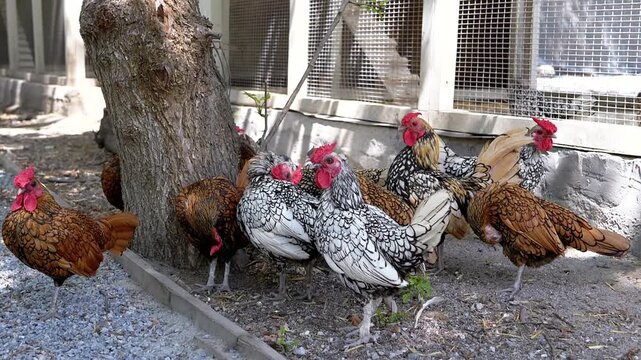 Diverse chickens bask in the sunlight by a tree near the coop, a picturesque view of farm life. Their colorful plumage adds vibrancy to the rural setting.