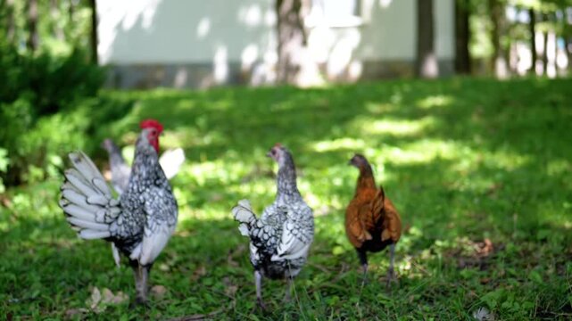 A Sebright rooster and two hens walk on a green lawn, a golden chicken in the background. Rural landscape, farm animals concept.