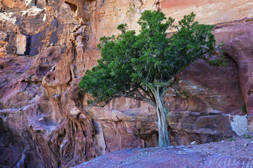 Petra scenery. Jordan